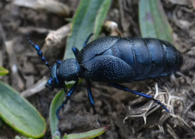 Meloe proscarabaeus - közönséges nünüke