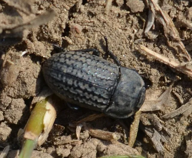 Opatrum sabulosum - sároshátú gyászbogár Opatrum sabulosum - sároshátú gyászbogár