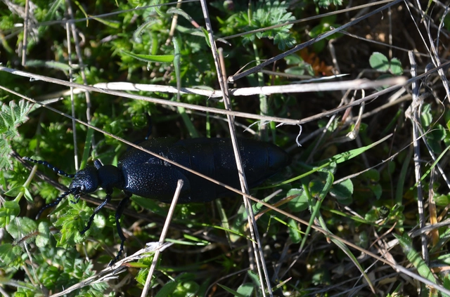 Meloe proscarabaeus - közönséges nünüke