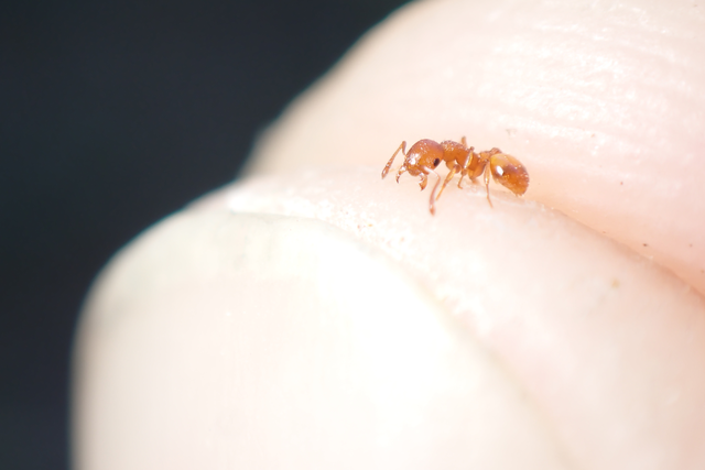 Temnothorax turcicus - sárga kéreghangya