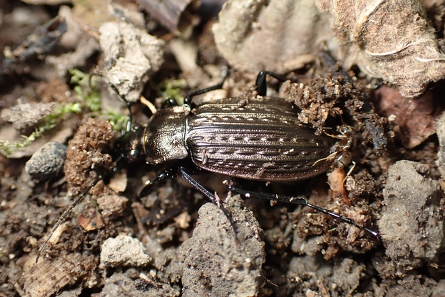 Carabus granulatus - mezei futrinka