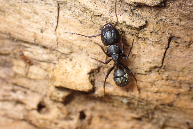 Camponotus vagus - fekete lóhangya