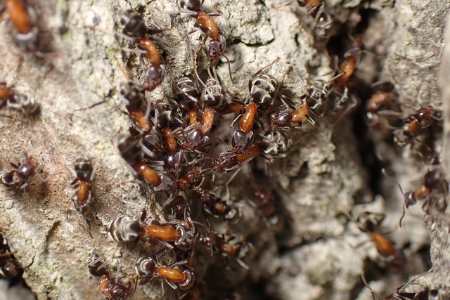 Liometopum microcephalum - tölgyfahangya