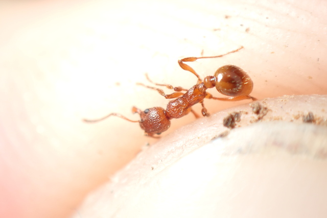 Myrmica rubra - közönséges bütyköshangya