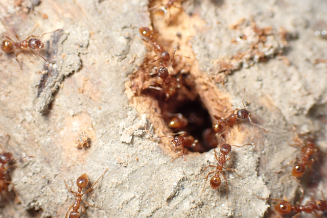 Myrmica rubra - közönséges bütyköshangya