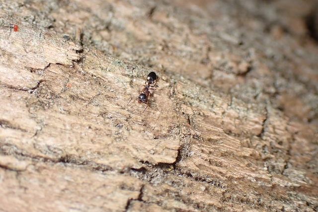 Dolichoderus quadripunctatus - négypettyes erdeihangya