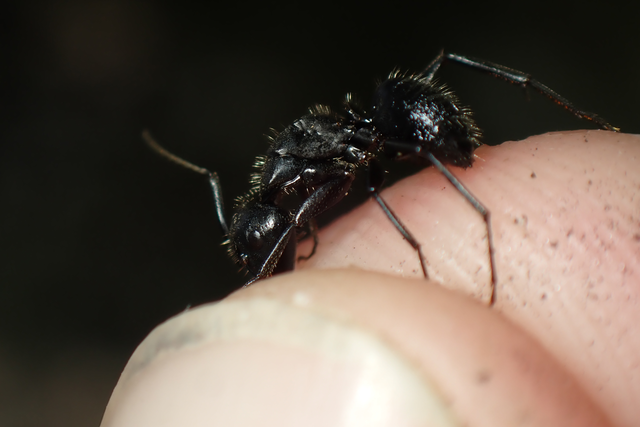 Camponotus vagus - fekete lóhangya