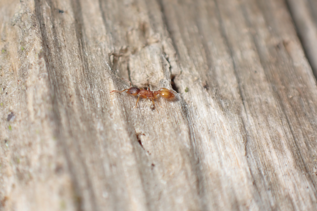 Temnothorax affinis - erdei kéreghangya
