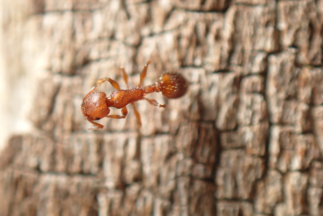 Temnothorax clypeatus - rozsdás kéreghangya