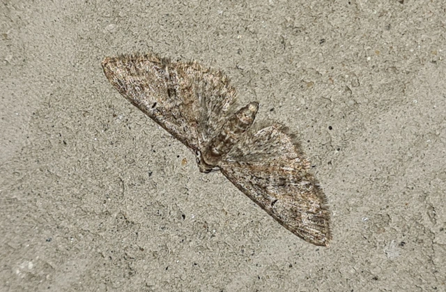 Eupithecia abbreviata - korai törpearaszoló