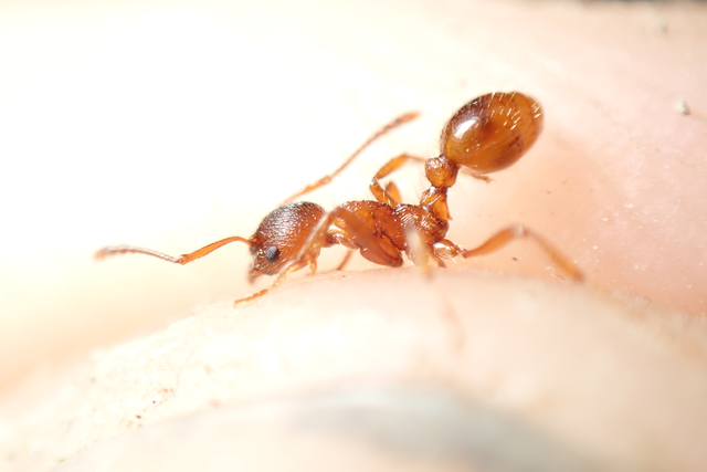 Myrmica rubra - közönséges bütyköshangya