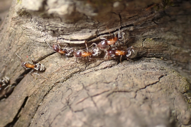 Liometopum microcephalum - tölgyfahangya