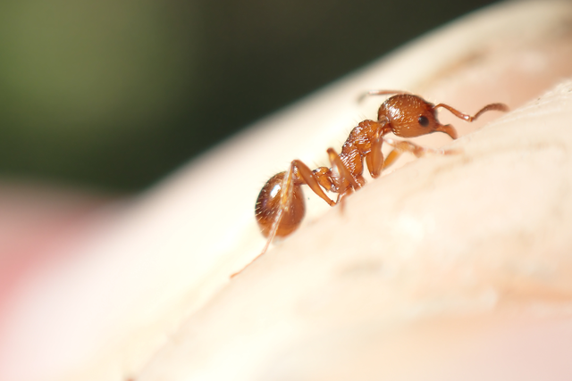 Myrmica rubra - közönséges bütyköshangya