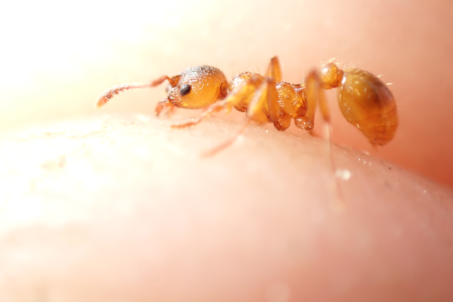 Myrmica rubra - közönséges bütyköshangya