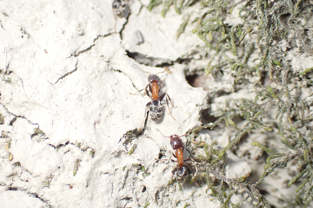 Liometopum microcephalum - tölgyfahangya