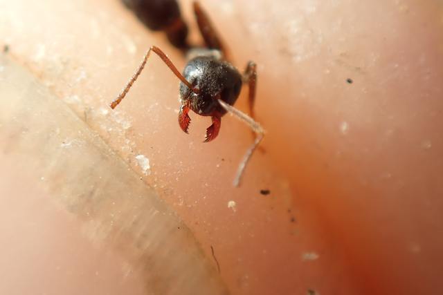Lasius platythorax - erdei feketehangya