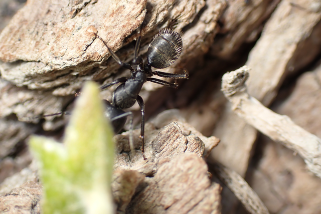 Camponotus vagus - fekete lóhangya
