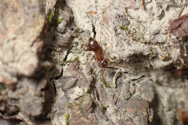 Lasius brunneus - rozsdáshátú feketehangya