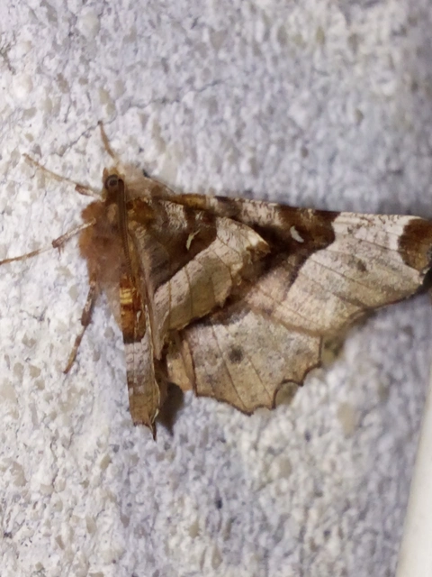 Selenia tetralunaria - négyfoltos holdasaraszoló