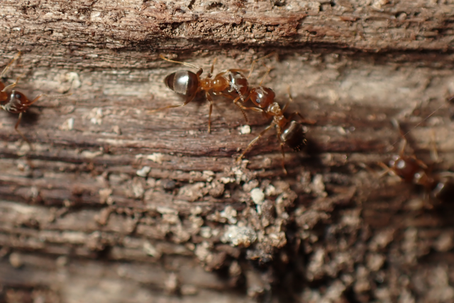 Lasius brunneus - rozsdáshátú feketehangya