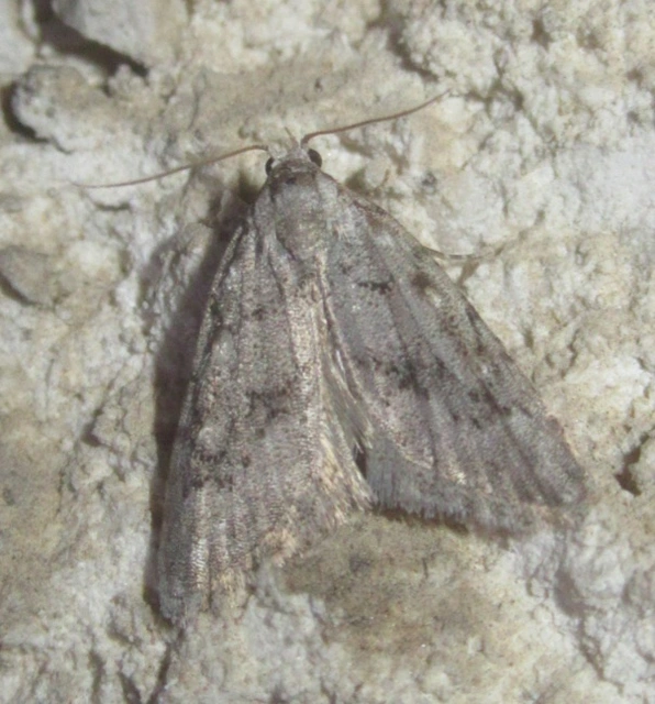 Nola cicatricalis - szürke pamacsosszövő