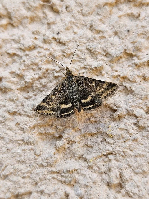 Pyrausta despicata - réti bíbormoly