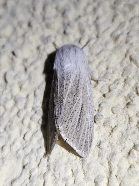 Simyra albovenosa - mocsári lándzsásbagoly