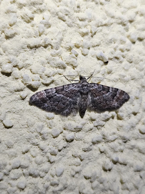Gymnoscelis rufifasciata - vöröscsíkos törpearaszoló