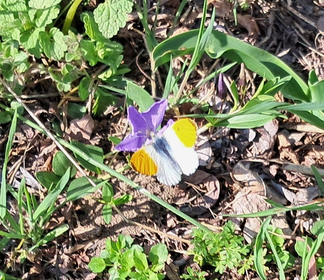 Anthocharis cardamines - hajnalpírlepke