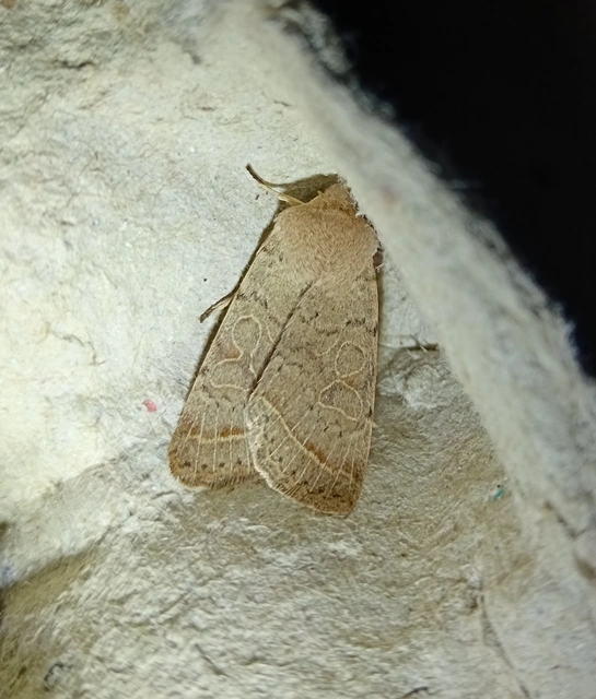 Orthosia cerasi - közepes barkabagoly