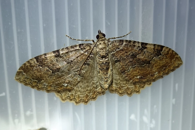 Hydria cervinalis - őzbarna araszoló