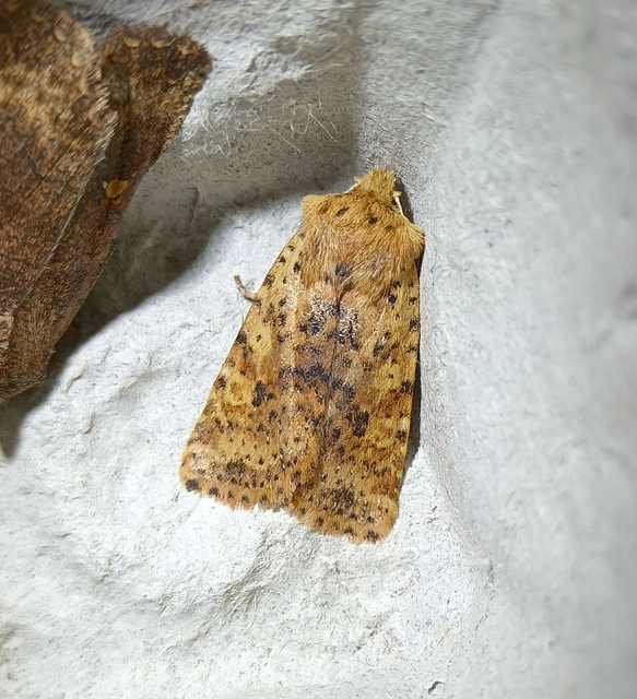 Conistra rubiginea - vörös őszibagoly