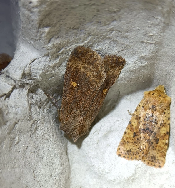 Eupsilia transversa - holdacskás télibagoly