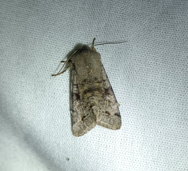 Orthosia incerta - változékony barkabagoly