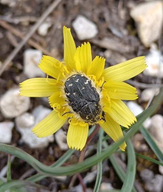 Tropinota hirta - bundás virágbogár