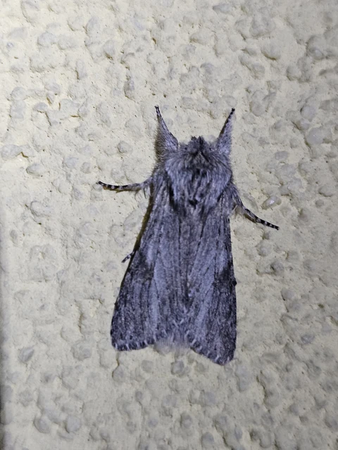 Dicranura ulmi - szilfa-púposszövő