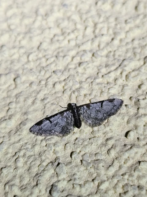 Eupithecia insigniata - hálózatos törpearaszoló