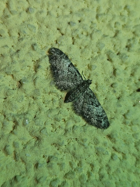 Eupithecia dodoneata - tölgy-törpearaszoló