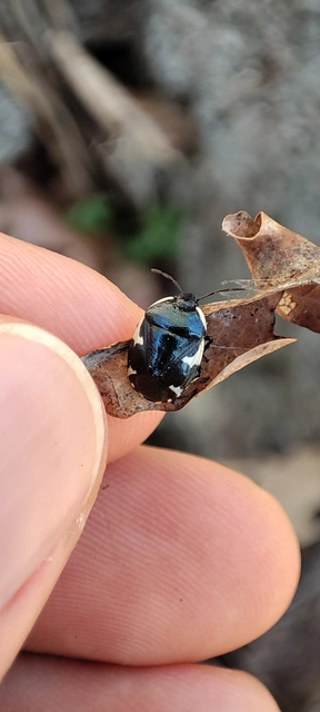 Tritomegas sexmaculatus - hatfoltos földipoloska