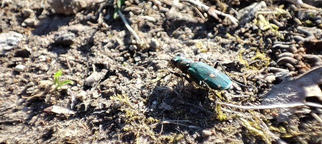 Cicindela campestris - mezei homokfutrinka