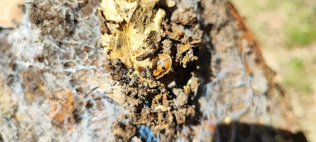 Dendroxena quadrimaculata - négypettyes dögbogár