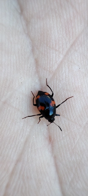 Scaphidium quadrimaculatum - négyfoltos sajkabogár