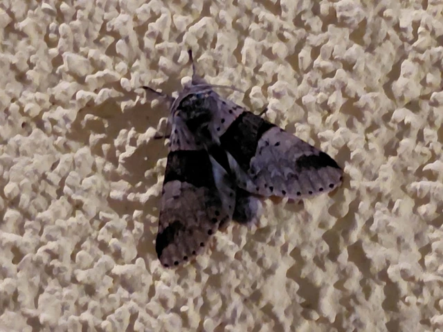 Furcula bifida - kis púposszövő