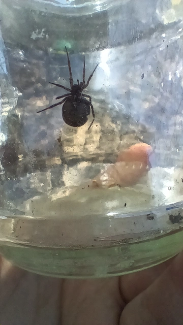 Steatoda bipunctata - kétpettyes faggyúpók