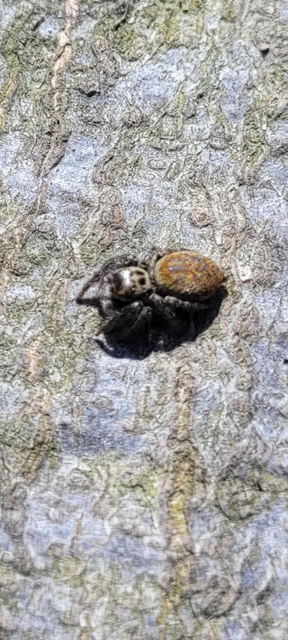Carrhotus xanthogramma - rozsdás ugrópók