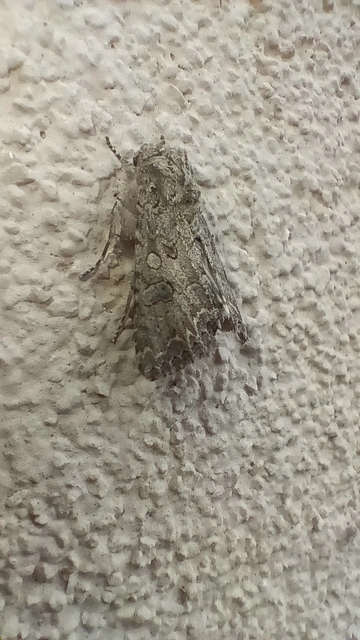 Hadula trifolii - lóherebagoly