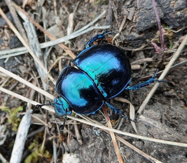 Trypocopris vernalis - tavaszi álganéjtúró