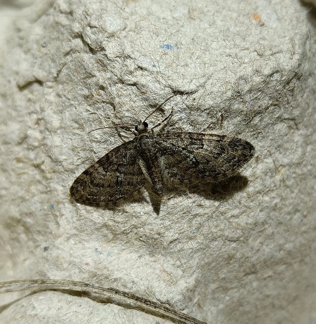 Eupithecia dodoneata - tölgy-törpearaszoló