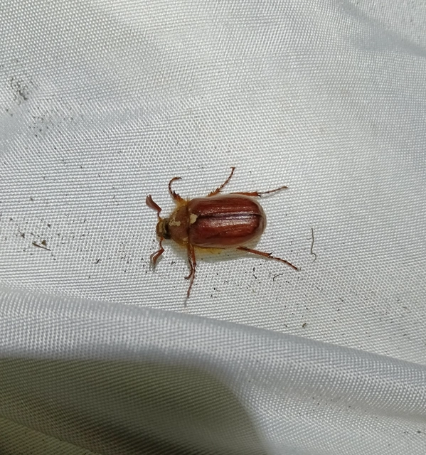 Holochelus aequinoctialis - tavaszeleji cserebogár