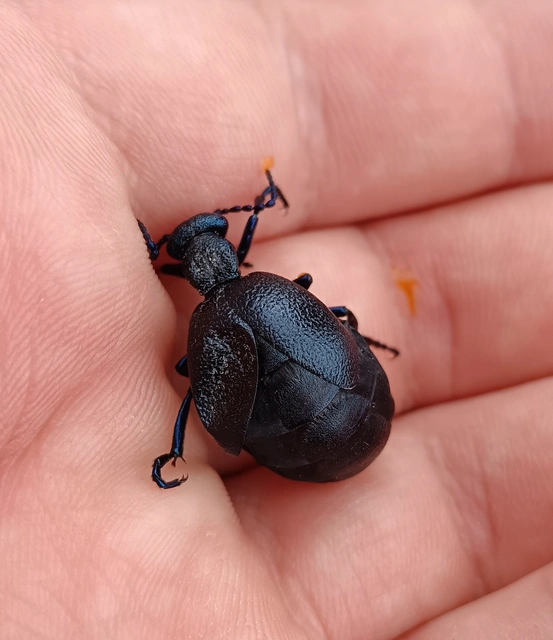 Meloe proscarabaeus - közönséges nünüke